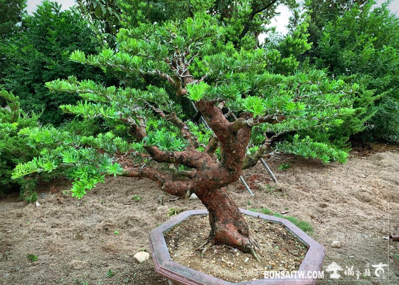 img 7921 [晶鑽羅漢松]整理 晶鑽羅漢松(Diamond Podocarpus costalis)