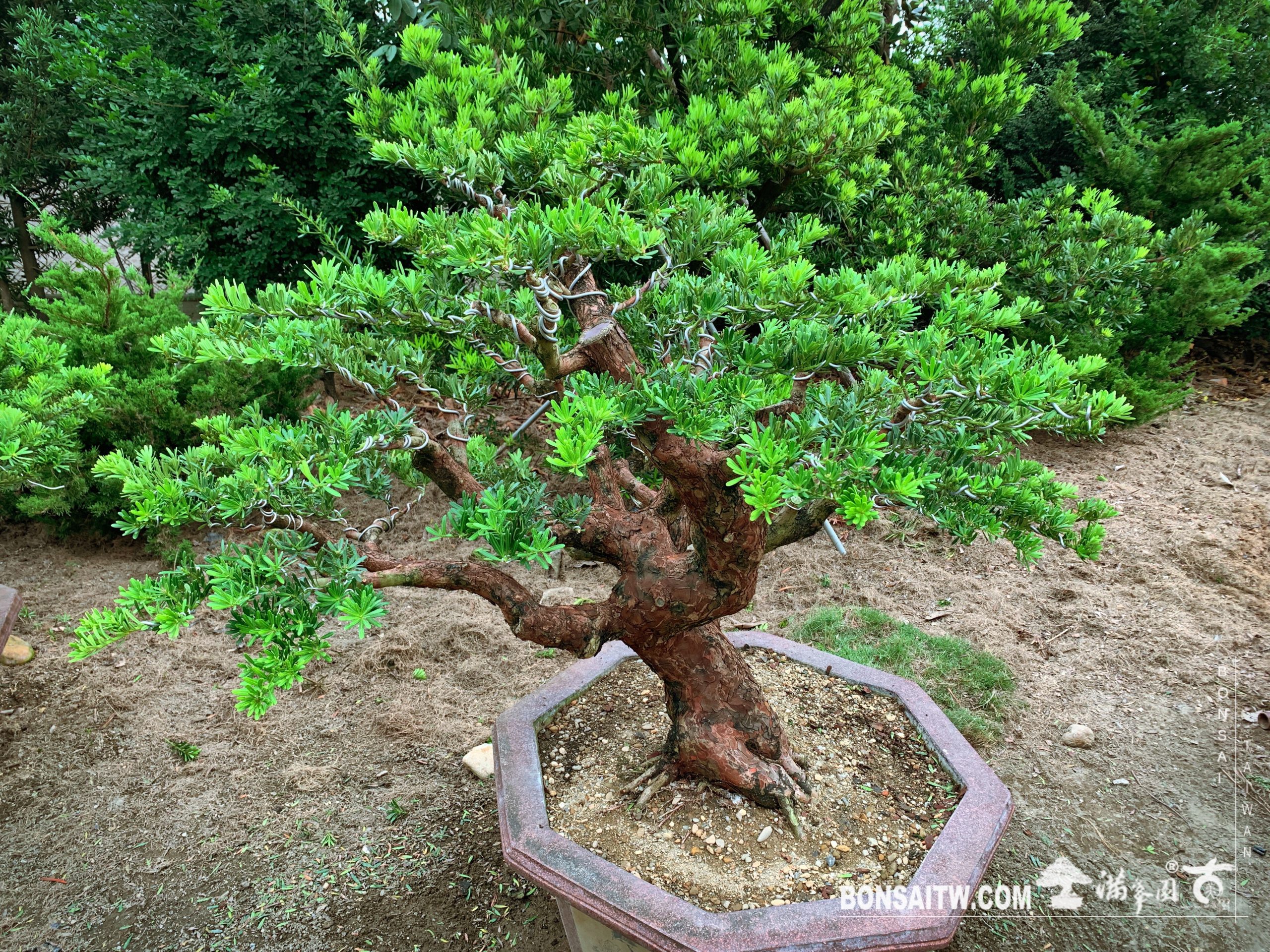 img 7923 [晶鑽羅漢松]整理 晶鑽羅漢松(Diamond Podocarpus costalis)