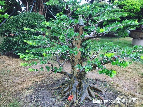 0471a56a 55ef 41e8 872a a533fe1129e3 [晶鑽羅漢松]整理。 晶鑽羅漢松(Diamond Podocarpus costalis)