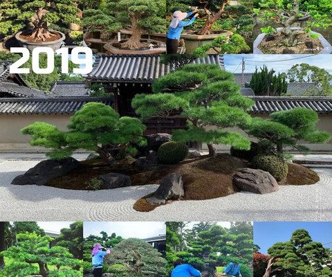 20191231 Enlight685 走過精彩2019，一起加油！ 大型庭園樹專區(Garden Tree)