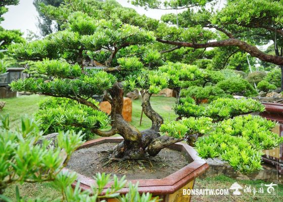 49029dda 5a25 4ae7 ad8a 852c5de56ad3 [晶鑽羅漢松]整理 盆栽(Bonsai)