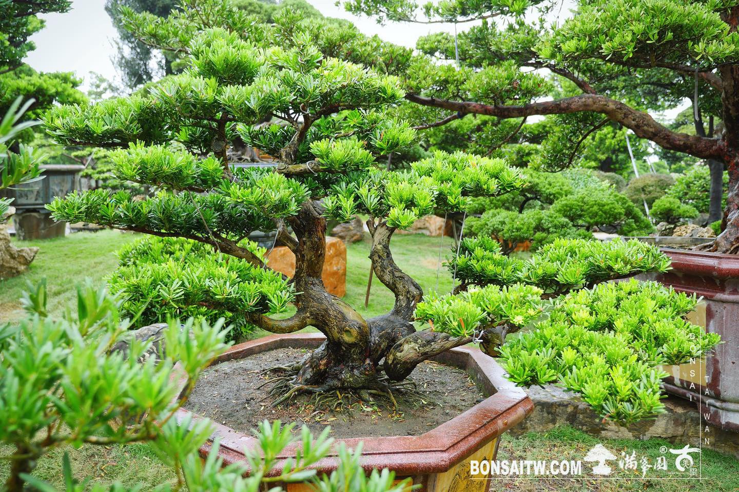 49029dda 5a25 4ae7 ad8a 852c5de56ad3 [晶鑽羅漢松]整理 晶鑽羅漢松(Diamond Podocarpus costalis)