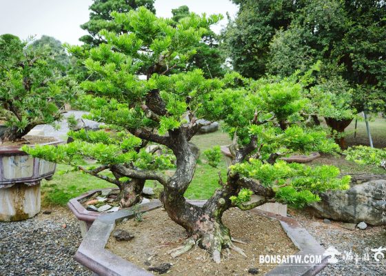 4c6d22f9 9631 4394 a579 c4ce88783c51 [晶鑽羅漢松]整理 diamond