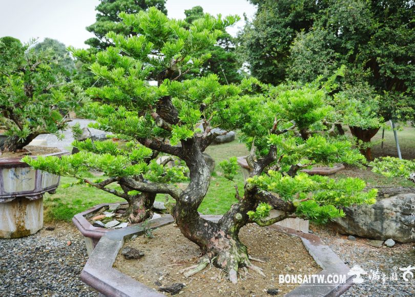 4c6d22f9 9631 4394 a579 c4ce88783c51 [晶鑽羅漢松]整理 晶鑽羅漢松(Diamond Podocarpus costalis)