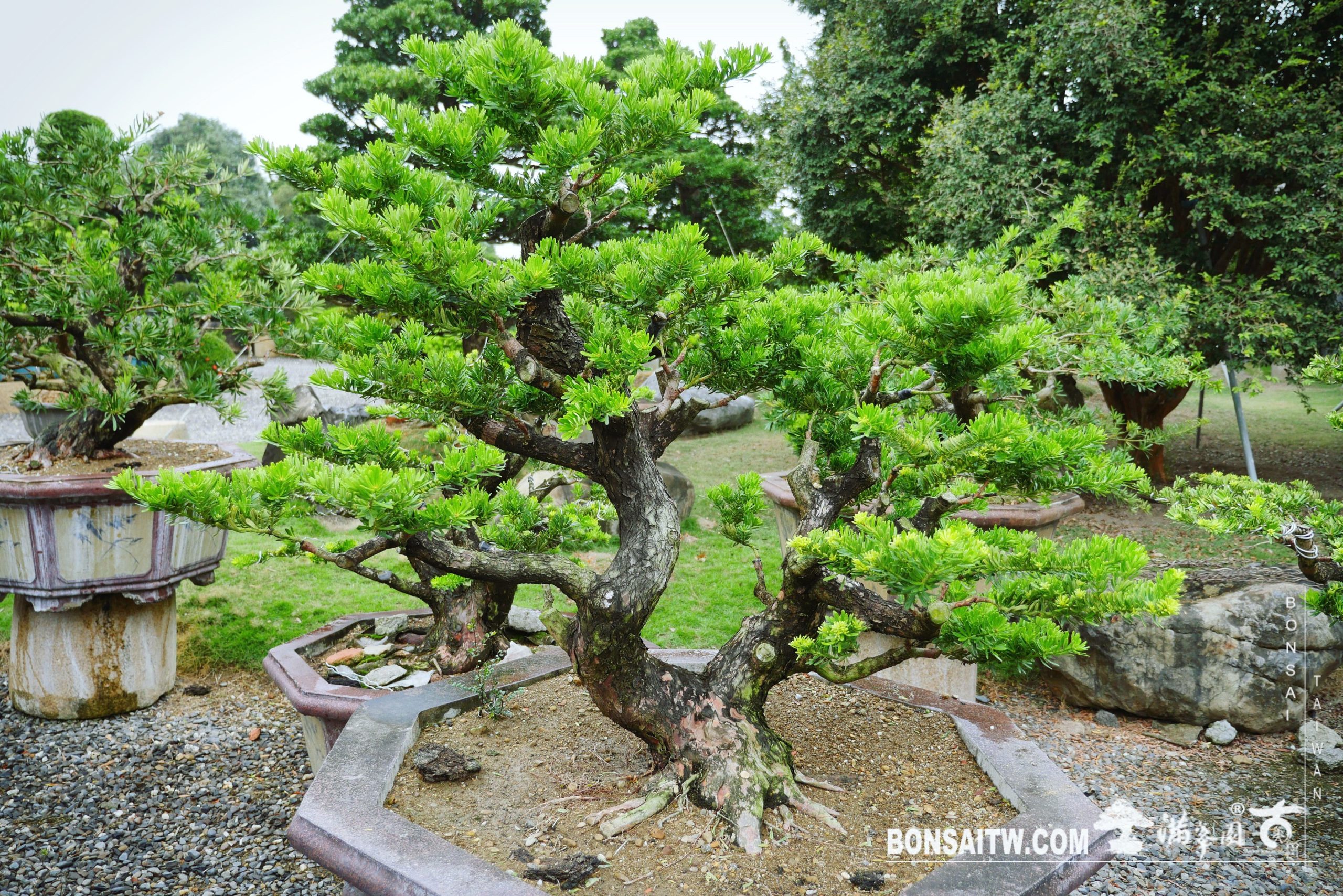 4c6d22f9 9631 4394 a579 c4ce88783c51 [晶鑽羅漢松]整理 晶鑽羅漢松(Diamond Podocarpus costalis)