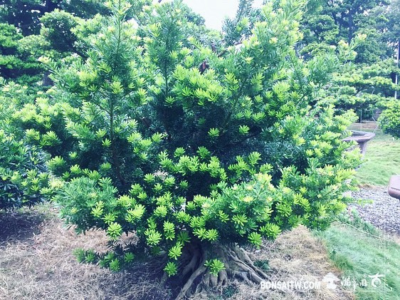 4cb67a74 d698 40e7 9652 e0fe3bfb5f6d [晶鑽羅漢松]整理。 晶鑽羅漢松(Diamond Podocarpus costalis)