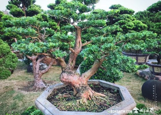 4ccd166e 6ce2 4e61 92e1 7dcb81feb078 [晶鑽羅漢松]整理 蛻變專題(The plan)