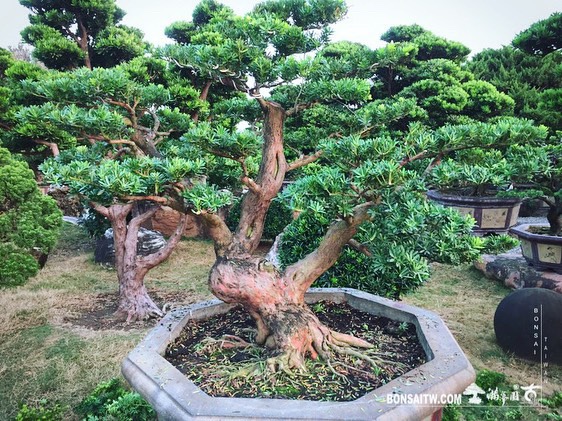 4ccd166e 6ce2 4e61 92e1 7dcb81feb078 [晶鑽羅漢松]整理 蛻變專題(The plan)