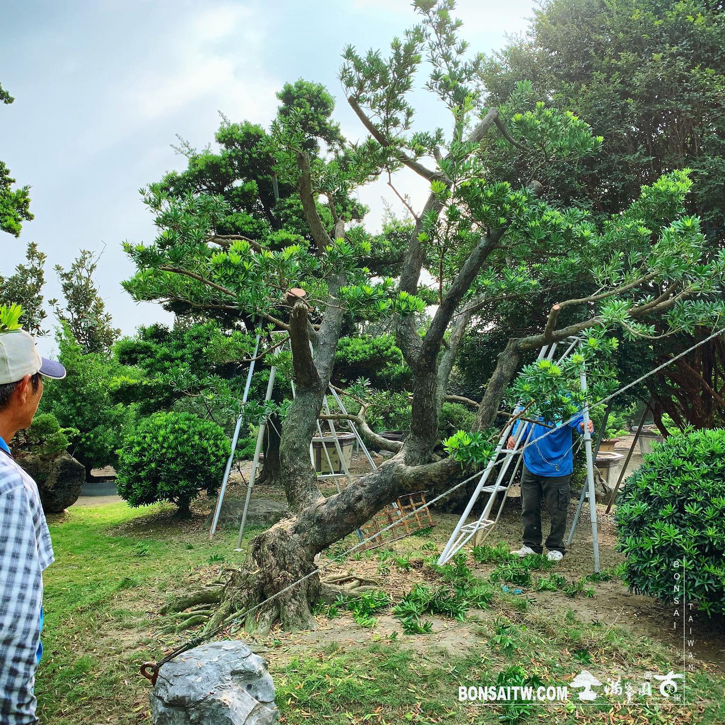 568a6f4a 58b7 41d0 b8b1 dfbe96fc2ea6 [羅漢松]長期計劃(3-01) 蛻變專題(The plan)