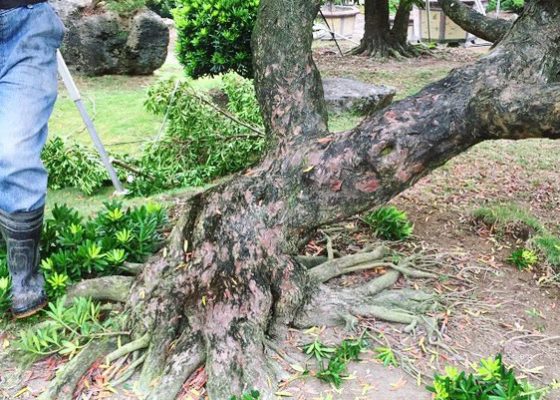 781e2b90 a426 439c 8ead 466689e0ff0b [羅漢松]長期計劃(3-01) 大型庭園樹專區(Garden Tree)