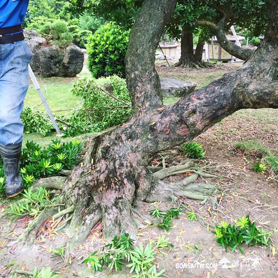 781e2b90 a426 439c 8ead 466689e0ff0b [羅漢松]長期計劃(3-01) 蛻變專題(The plan)