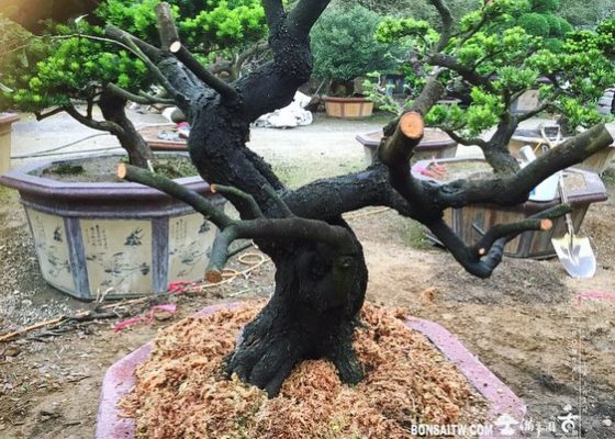 a589b7b0 e164 4b16 9358 4ebb87bf3a08 [象牙樹]上盆 象牙樹(Diospyros ferrea)