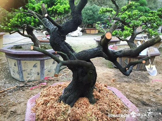 a589b7b0 e164 4b16 9358 4ebb87bf3a08 [象牙樹]上盆