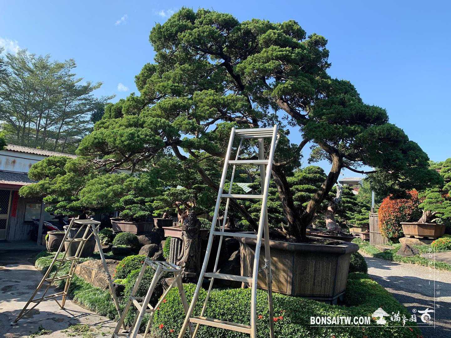 b2e733d6 e2d9 4ecf a1a7 e4c70cacc113 [真柏]整理 大型庭園樹專區(Garden Tree)