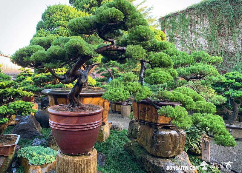 bbf3648d c9e3 4919 8418 e057586d8e4a 1 [真柏]整理