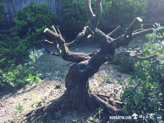 bd57ef8b f8e3 407b b133 8a75430cac27 [象牙樹]上盆