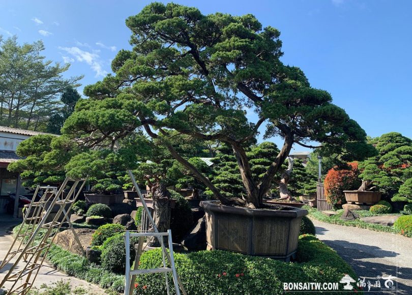 bfb4e5af 3058 4700 b22b 453440c95324 [真柏]整理 大型庭園樹專區(Garden Tree)