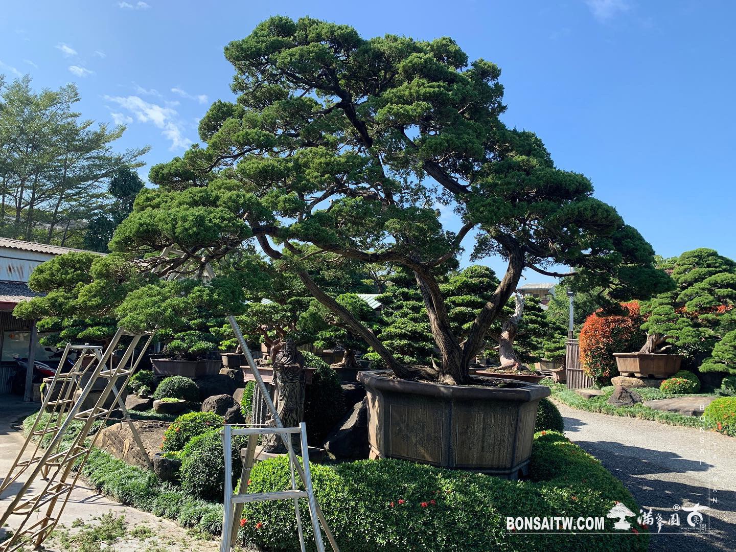 bfb4e5af 3058 4700 b22b 453440c95324 [真柏]整理 大型庭園樹專區(Garden Tree)