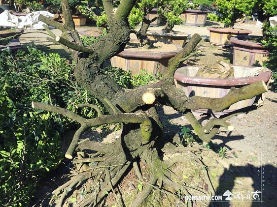 ca594037 1197 46e7 ad6c 4e454d7e58c4 [象牙樹]上盆