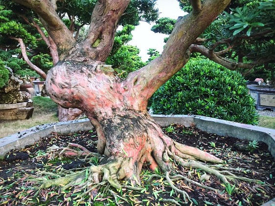 e4dc74b8 be5d 44c6 8313 a446f714374c [晶鑽羅漢松]整理 蛻變專題(The plan)