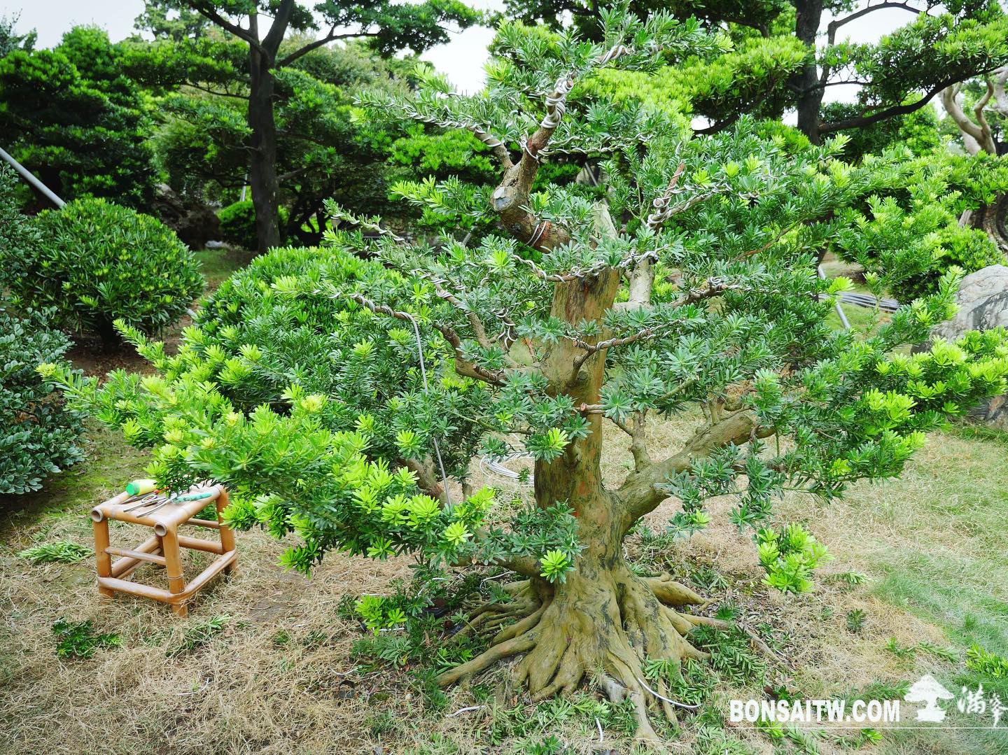 f0769154 d799 439f 8a1b 4e8ef7714266 [晶鑽羅漢松]整理。 晶鑽羅漢松(Diamond Podocarpus costalis)