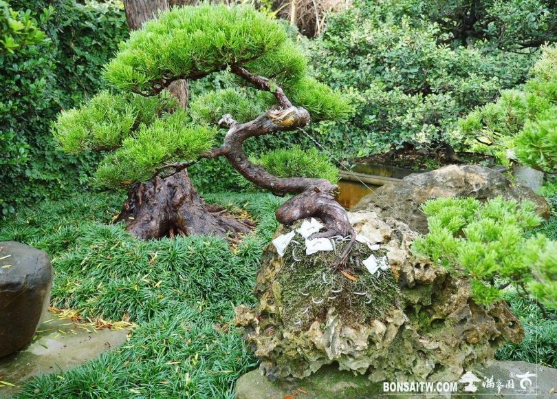 f5ec7c79 3af7 46be 8541 130815ed4b8b [樹石共生]整理