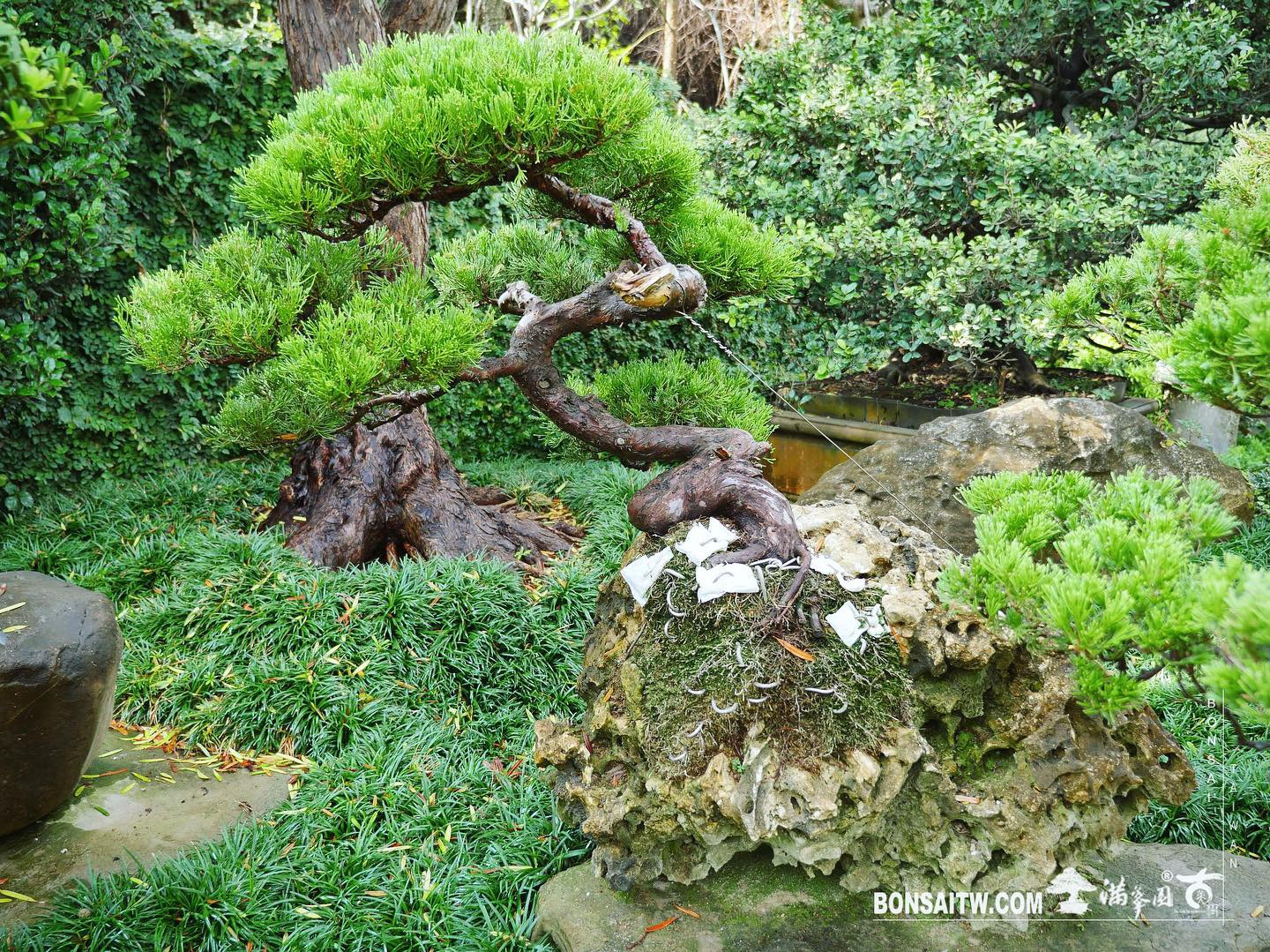 f5ec7c79 3af7 46be 8541 130815ed4b8b [樹石共生]整理