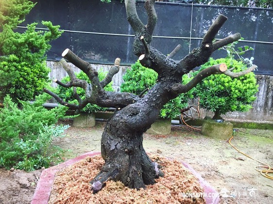 f7f62128 b819 4965 b844 8fb9344e771a [象牙樹]上盆