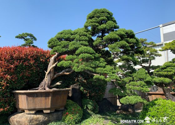 img 9177 [真柏]整理 大型庭園樹專區(Garden Tree)