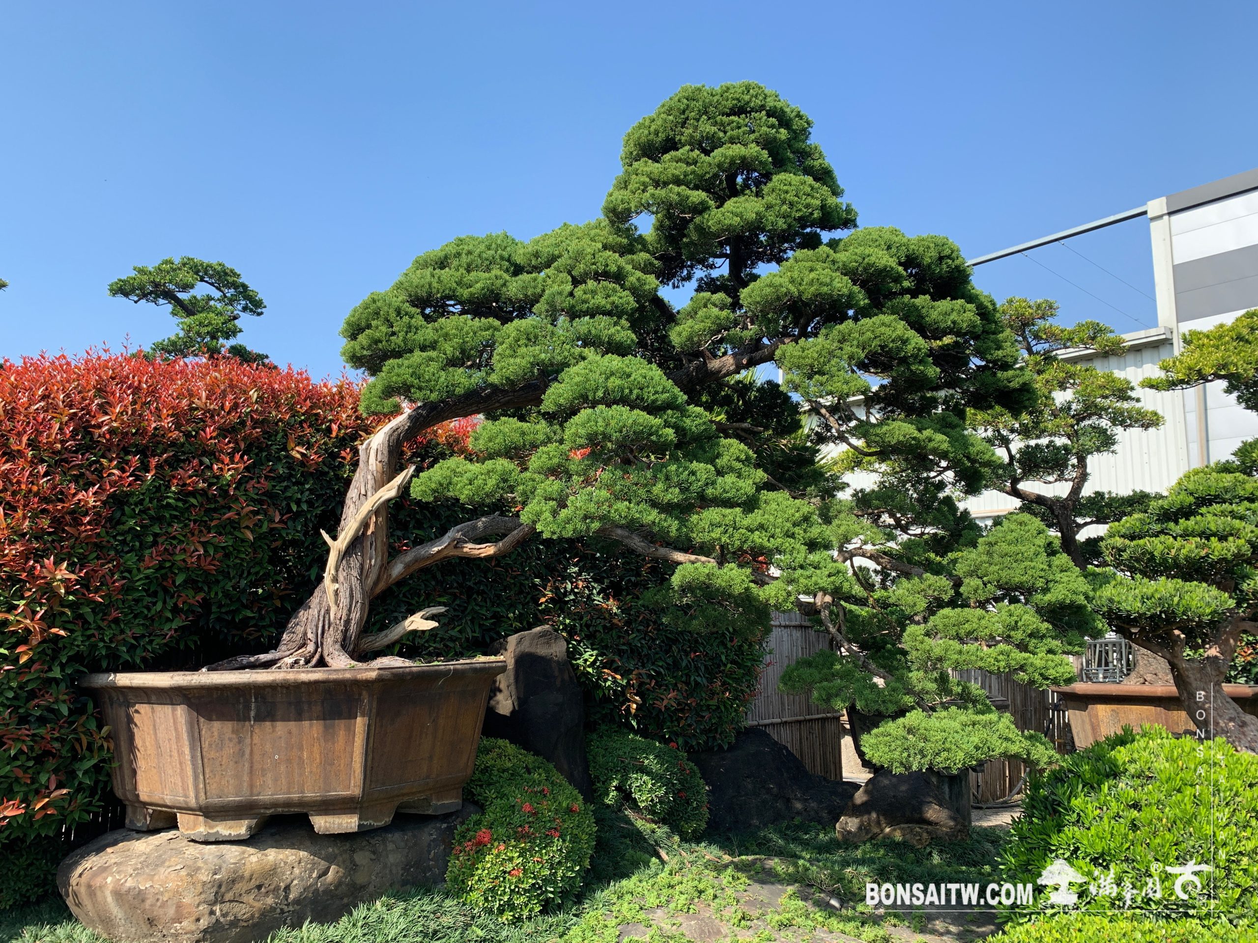 img 9177 [真柏]整理 大型庭園樹專區(Garden Tree)