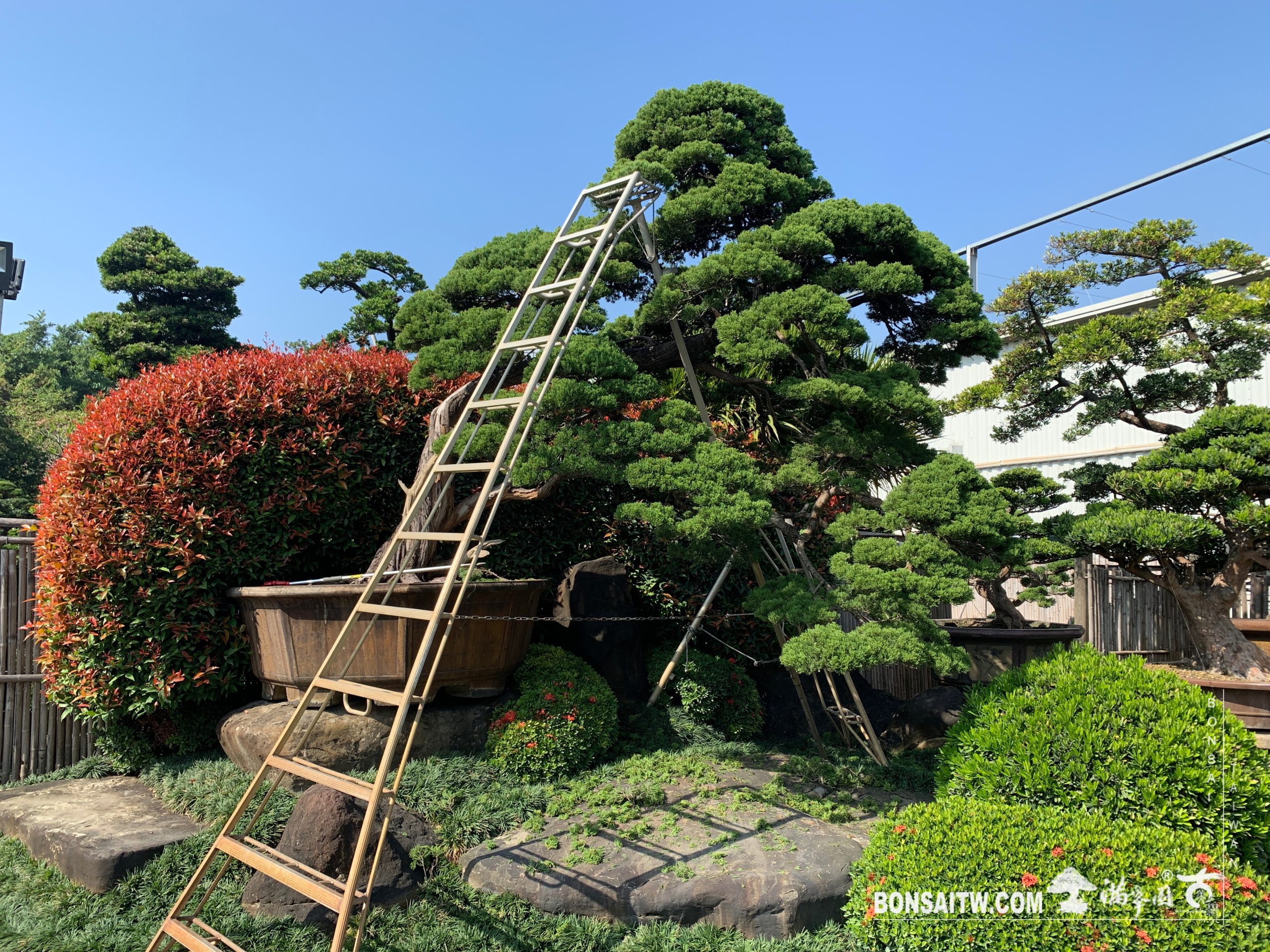 img 9178 [真柏]整理 大型庭園樹專區(Garden Tree)