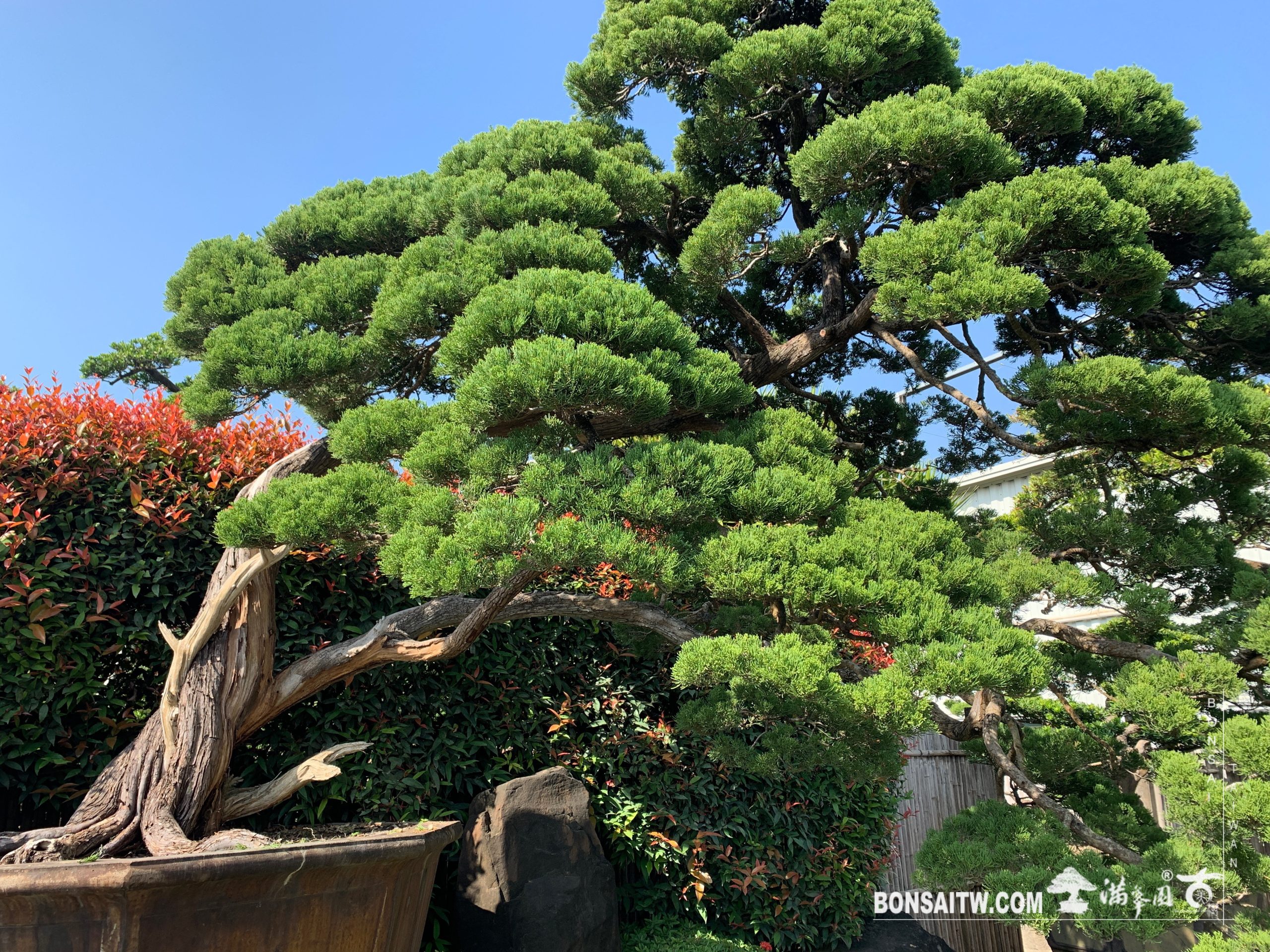 img 9180 [真柏]整理 大型庭園樹專區(Garden Tree)