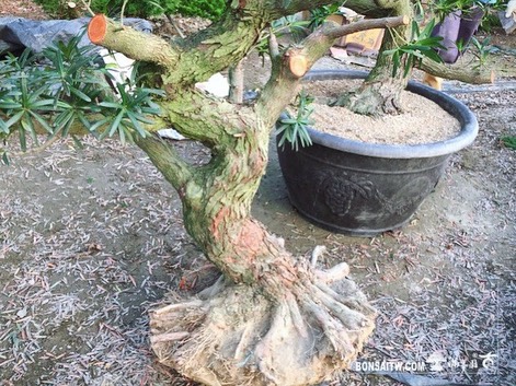 017473ea f2df 43fa a6df c1aa650a56b8 [羅漢松]上盆整理🙏