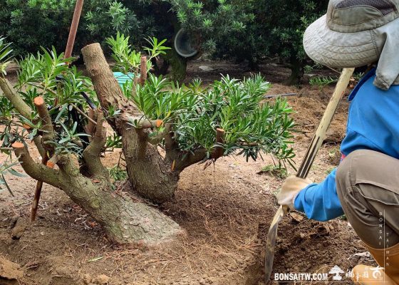 2c762476 4b1c 46e4 abe0 bfc036b0c13c [羅漢松]上盆整理 素材(Material)