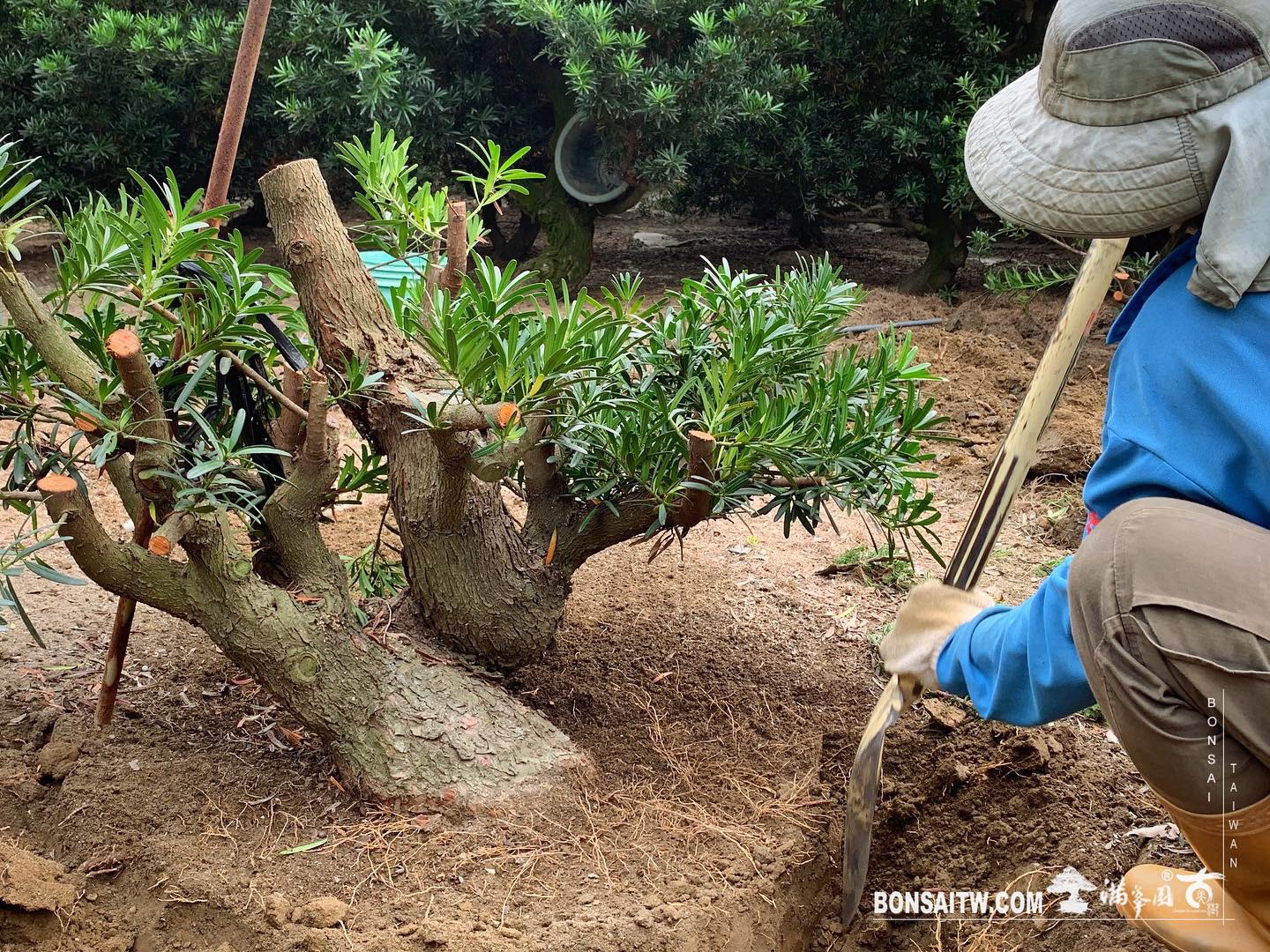 2c762476 4b1c 46e4 abe0 bfc036b0c13c [羅漢松]上盆整理