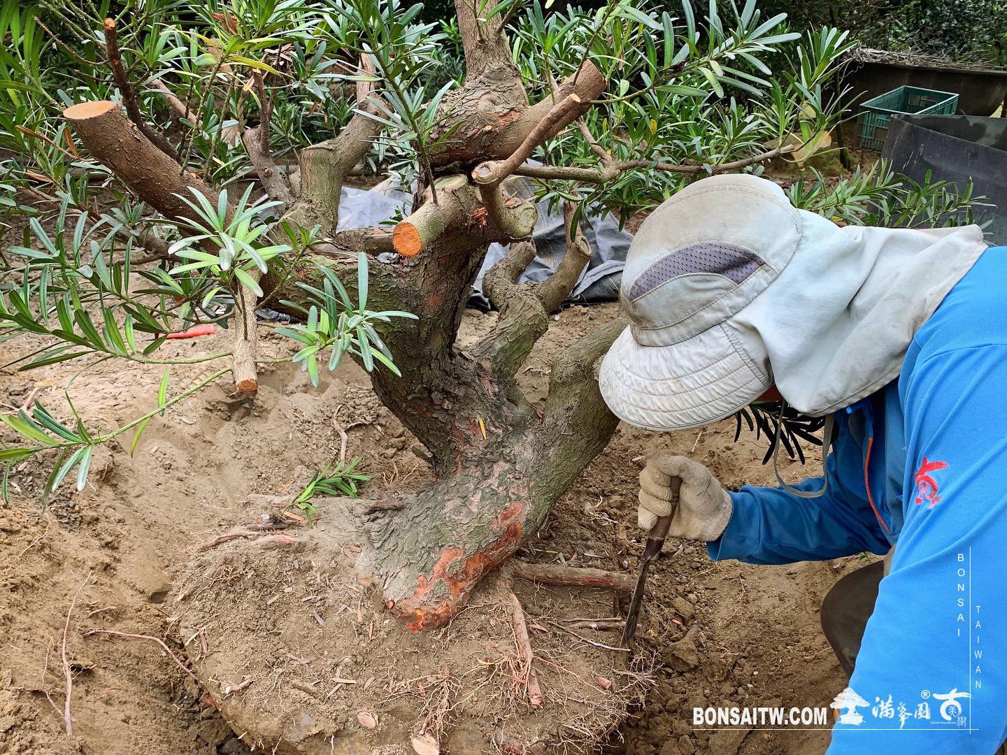 4b7557fd 5d95 4939 9f05 7a1030e0becc [羅漢松]上盆整理