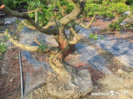 4da56d27 5040 4e15 ba73 0df49512f7c2 [羅漢松]上盆整理🙏