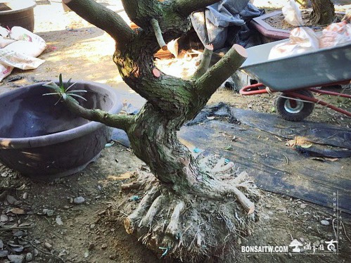 65d36cdf 2e36 47f8 b500 94c82d627f31 [羅漢松]上盆整理🙏