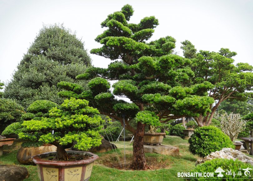 744d153d 396f 4d50 b82d e80201b50225 1 大年初四，接財神。祝福您，福氣滿滿，財運旺旺。 大型庭園樹專區(Garden Tree)