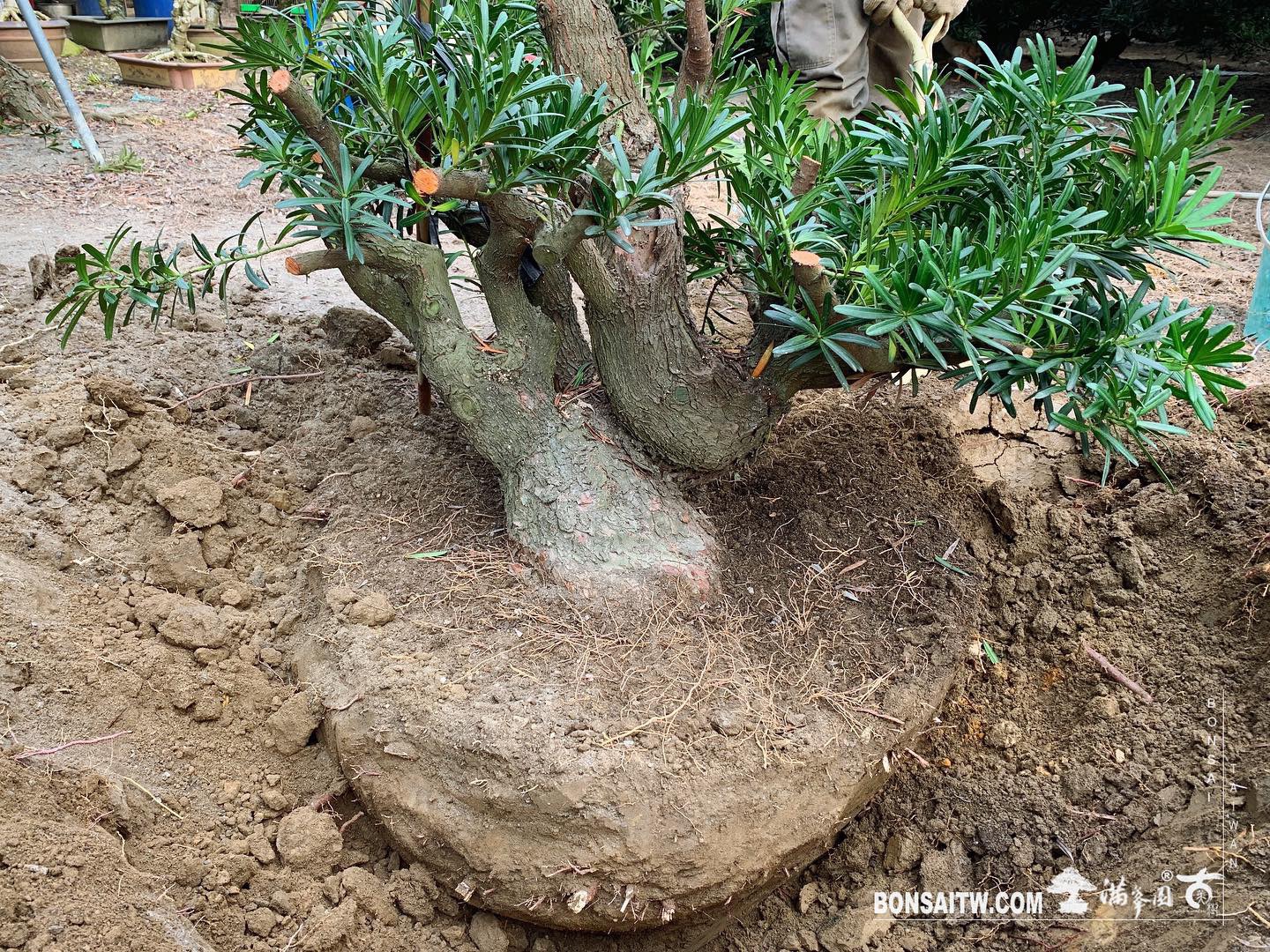 7535b18f c56c 4850 8cb1 3c5c8131b669 [羅漢松]上盆整理