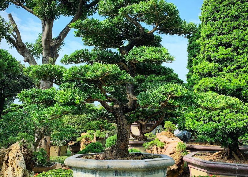 7c73da26 a6e1 44d7 a5f3 9241b877152a [羅漢松]整理