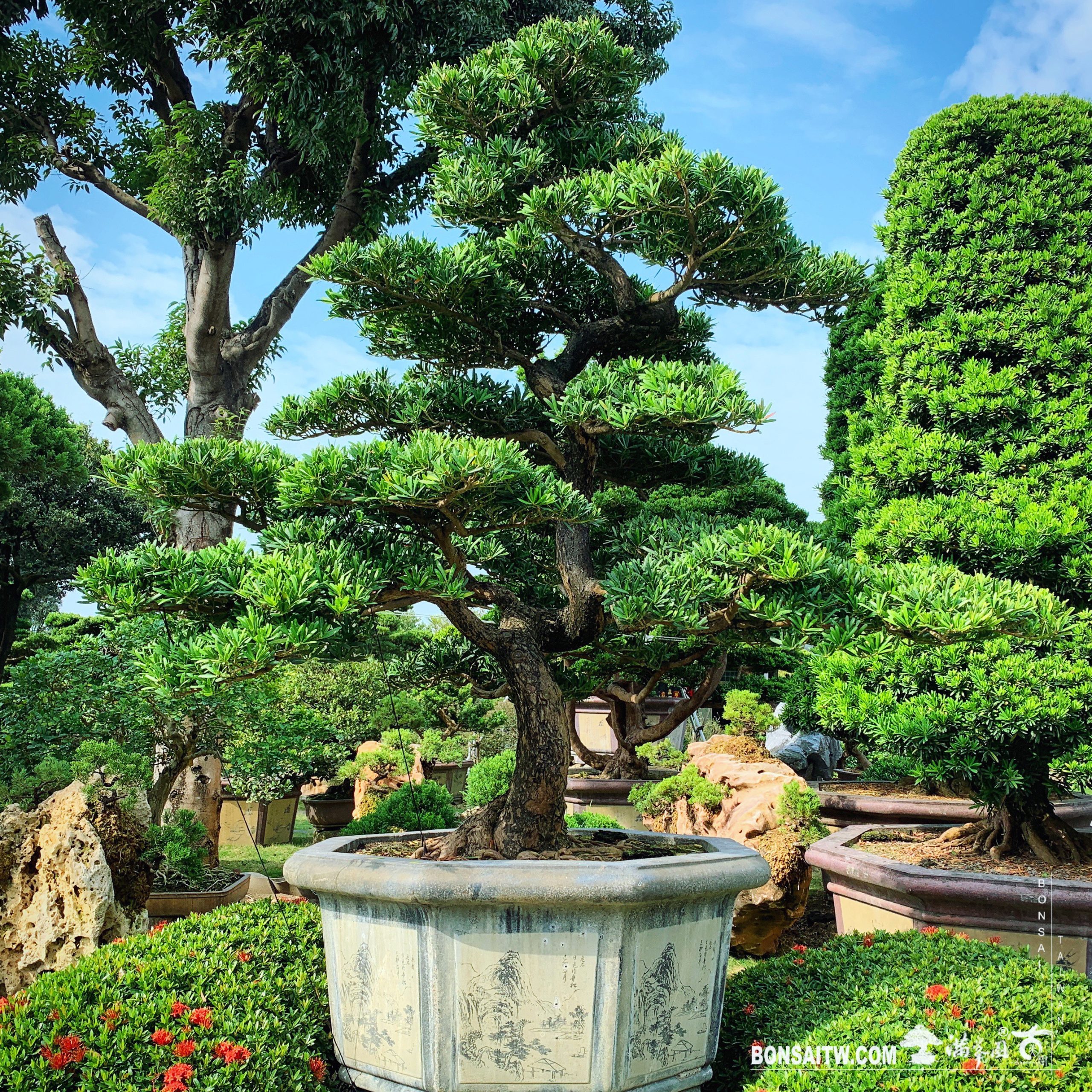 7c73da26 a6e1 44d7 a5f3 9241b877152a [羅漢松]整理