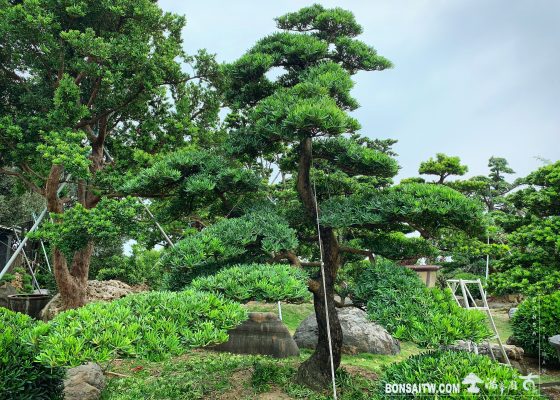 909676fa 480a 42a4 8658 c504a81a913d [羅漢松]整理🙏 大型庭園樹專區(Garden Tree)