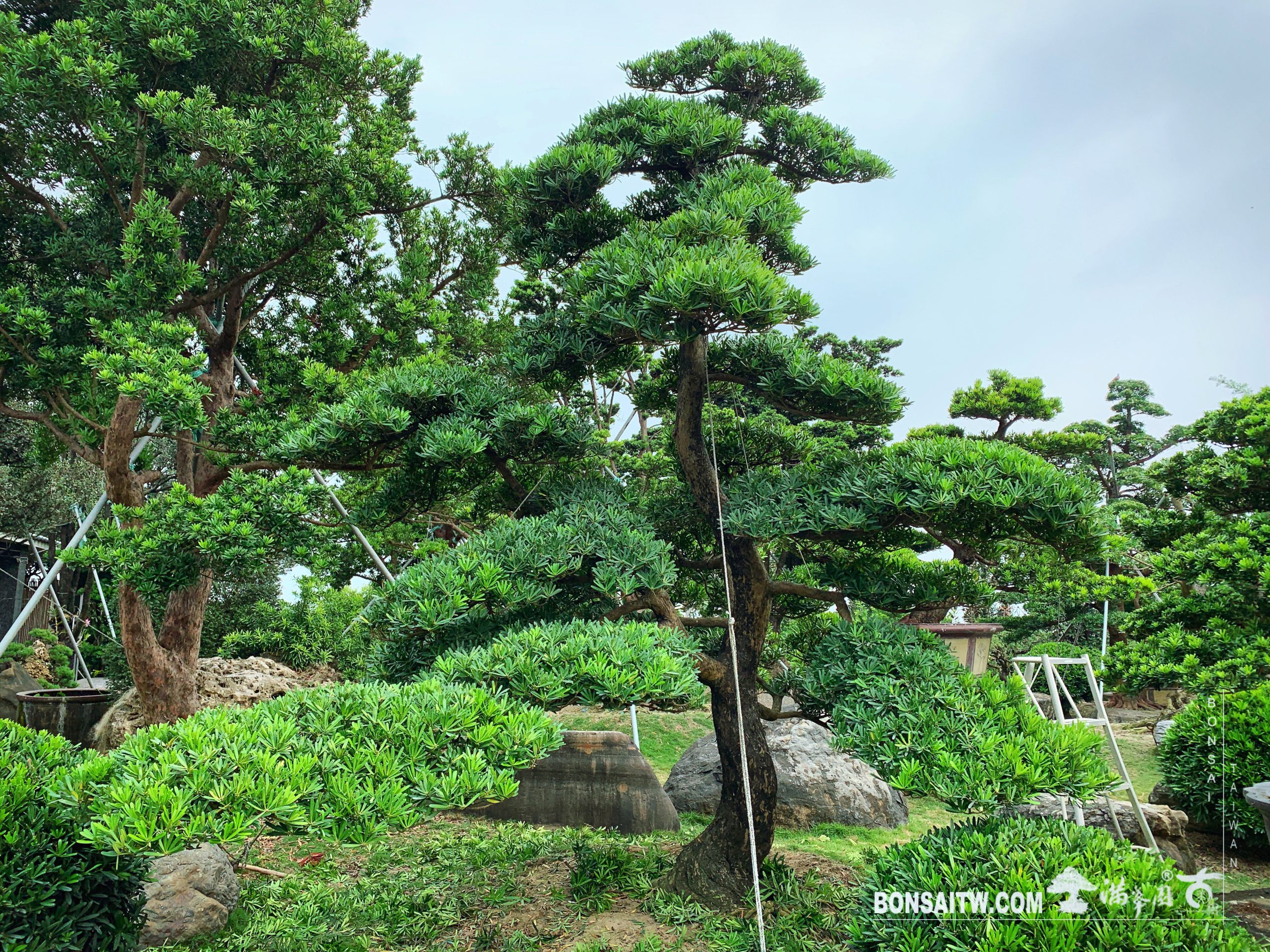 909676fa 480a 42a4 8658 c504a81a913d [羅漢松]整理🙏 大型庭園樹專區(Garden Tree)