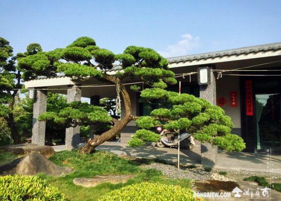 a2245b62 5f3a 4b55 bac1 7b9a8d993c97 新春愉快，初一大吉！ 大型庭園樹專區(Garden Tree)