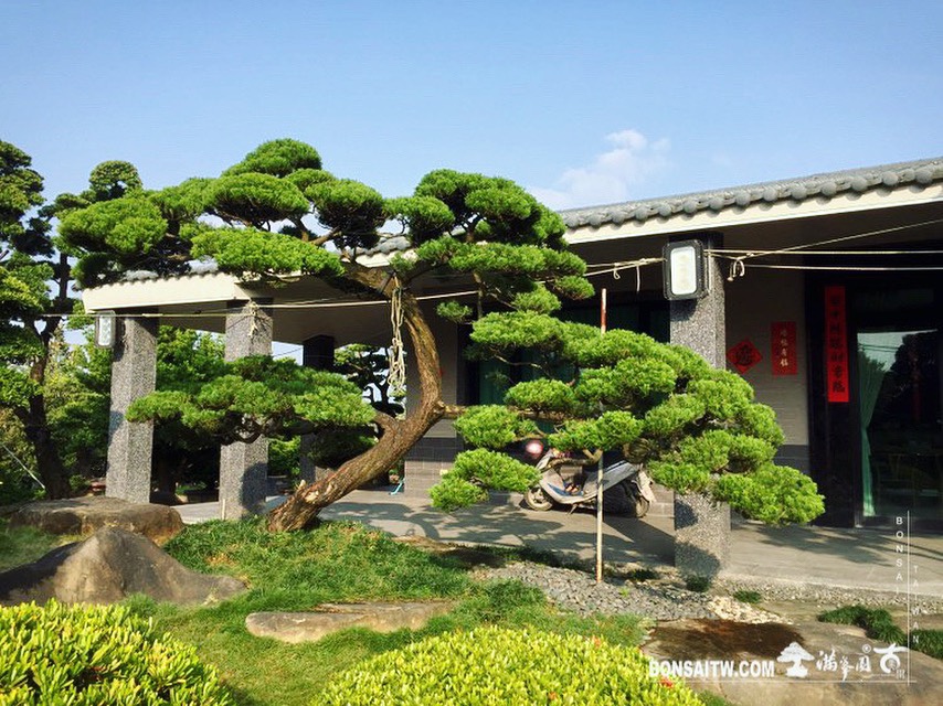 a2245b62 5f3a 4b55 bac1 7b9a8d993c97 新春愉快，初一大吉！ 大型庭園樹專區(Garden Tree)