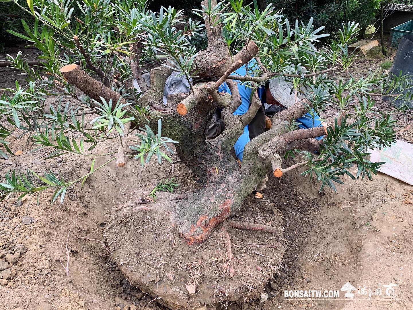 fa8015aa 2693 440e 80eb 1afa2e13304d [羅漢松]上盆整理