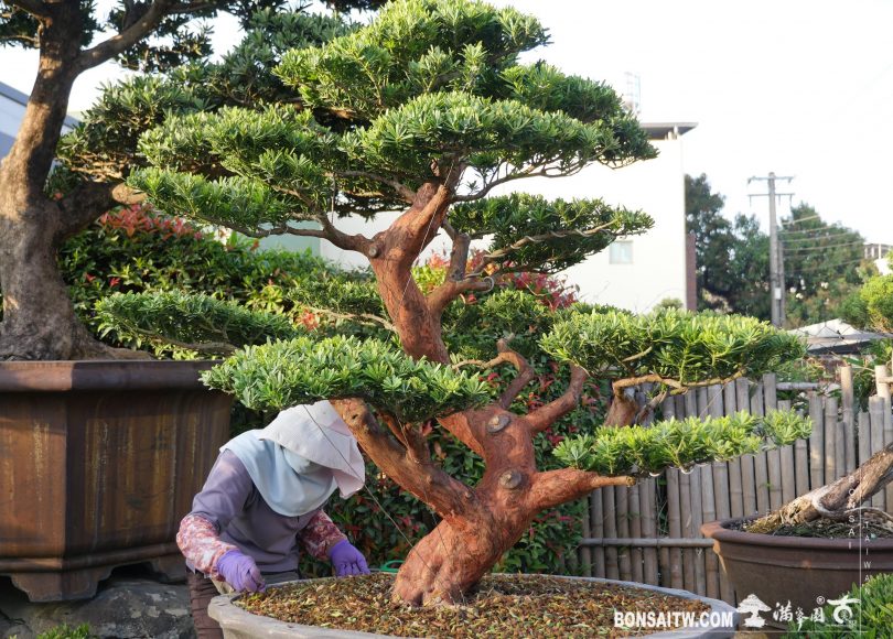 img 0007 [晶鑽羅漢松]整理🙏