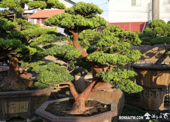 img 0115 [晶鑽羅漢松]整理🙏 diamond