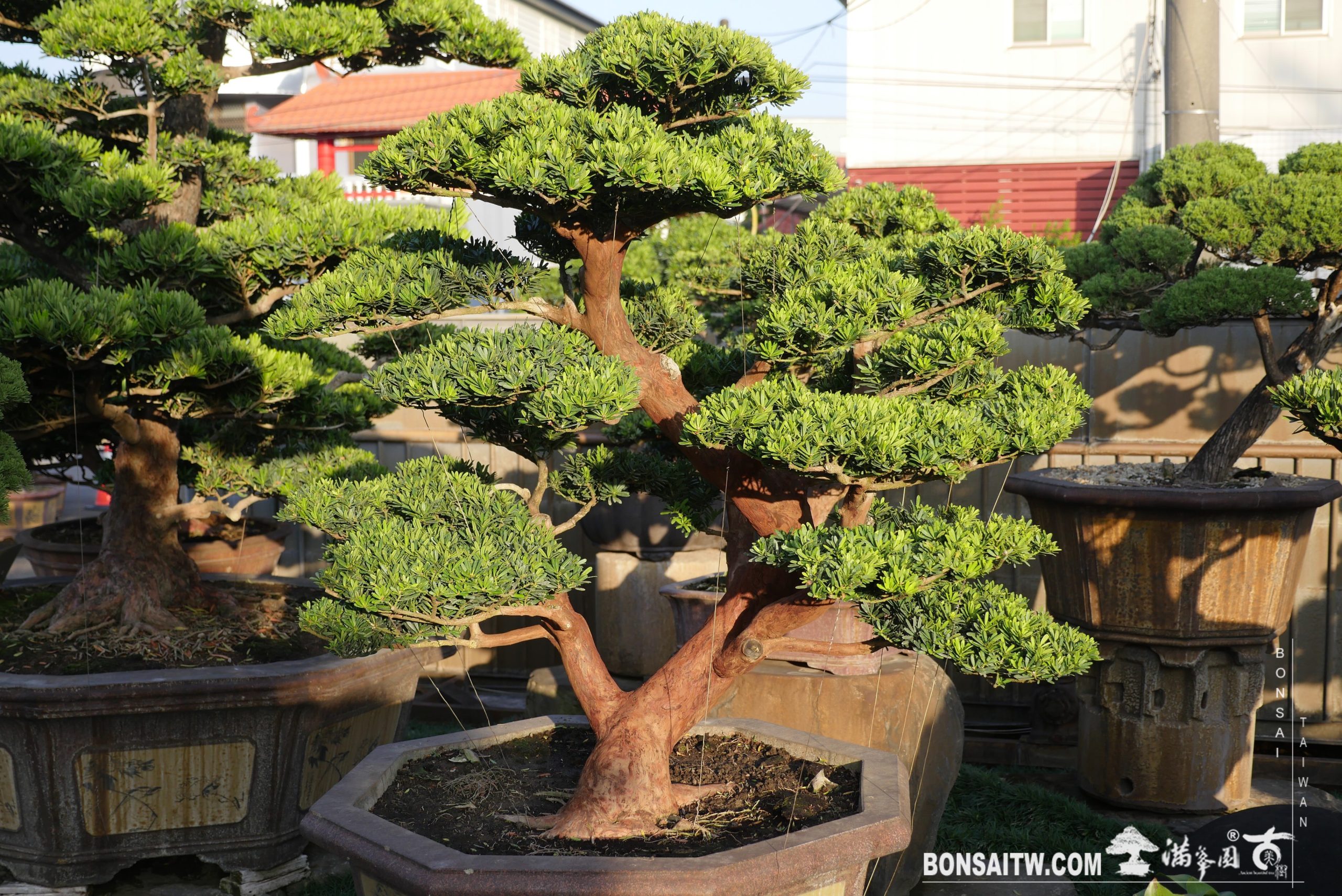 img 0115 [晶鑽羅漢松]整理🙏 晶鑽羅漢松(Diamond Podocarpus costalis)